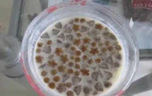 麥頓狗糧多少錢一斤