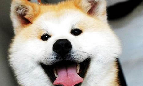 秋田犬和柴犬哪個(gè)好養(yǎng)