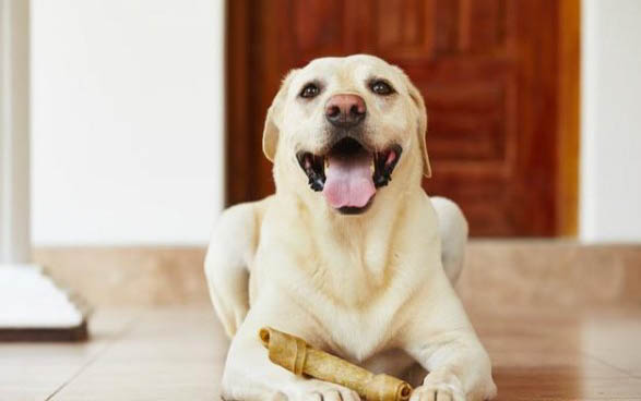 什么是薩摩耶犬的脫毛癥