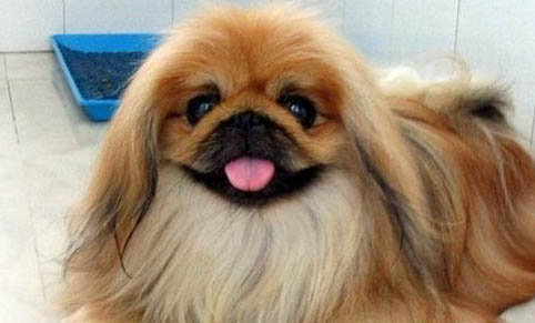北京犬和京巴犬的區別