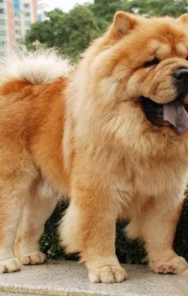 松獅犬價格如何