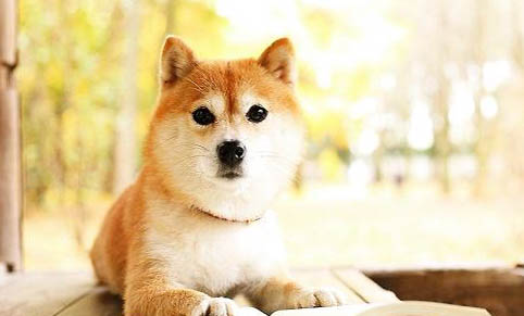 柴犬認主人的表現，怎樣知道柴犬認主了