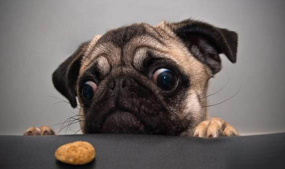 狗狗得了犬瘟多久才可以治愈