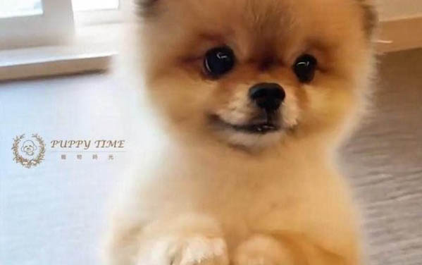狗狗發燒了怎么辦