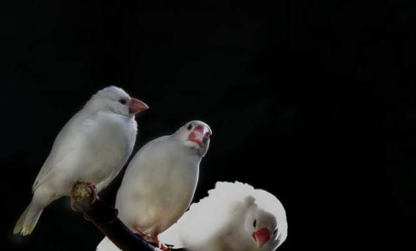 白文鳥如何訓(xùn)練