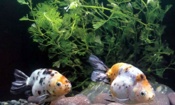 金魚多久產卵