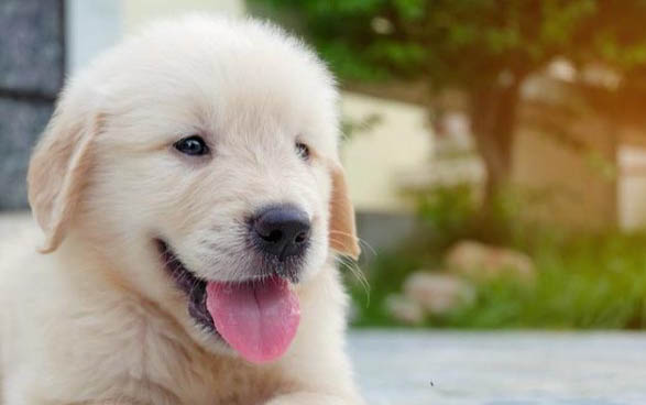 金毛犬什么時候訓(xùn)練比較好