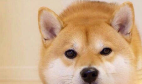 柴犬和哈士奇哪個好養