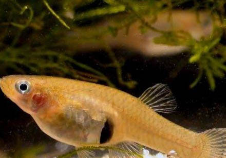 半夜釣魚有口嗎