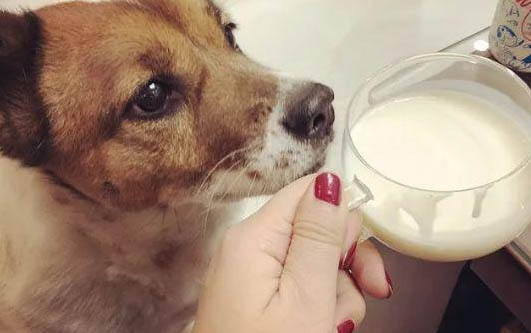 棉花面紗犬哪里有賣