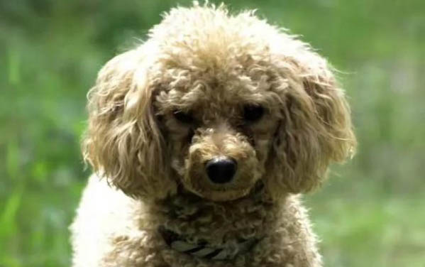 狗狗吃飯時咳嗽是怎么回事