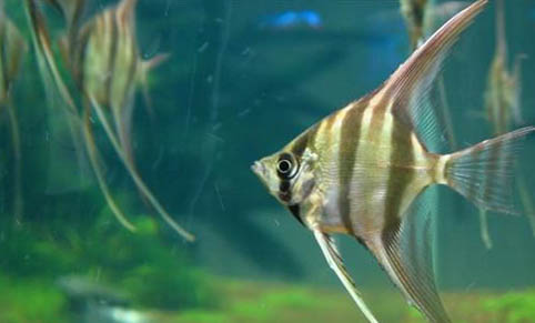飼養(yǎng)龍魚對水有什么要求