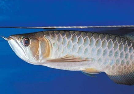 孔雀魚需要氧氣泵嗎？