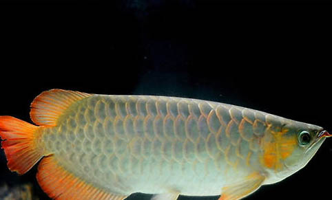 銀龍魚疾病防治