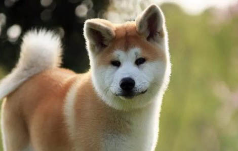 秋田犬為什么禁養