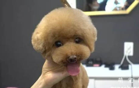 貴賓犬懷孕多久會生？