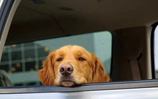 犬心保能驅哪些狗狗體內寄生蟲