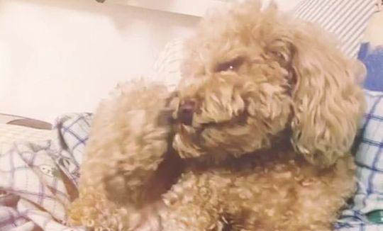 狗狗老吧唧嘴咽唾沫是怎么回事