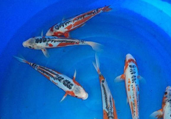 養錦鯉需要24小時打氧嗎