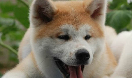 狗狗懷孕后肚子很硬怎么辦