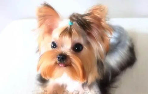 狗狗上火有眼屎怎么辦？