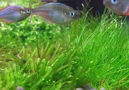 瑪麗魚(yú)可以和金魚(yú)一起養(yǎng)嗎