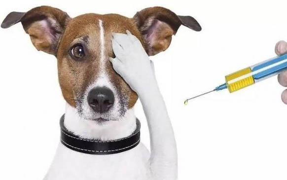 狗狗的繁殖方式有哪些