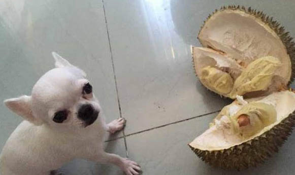 狗狗中暑了怎么辦