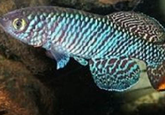 自來水曬多久可以養魚啊