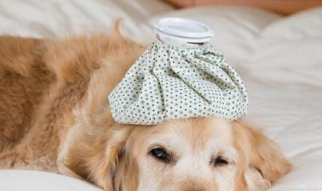 中國禁養(yǎng)犬種有哪些？