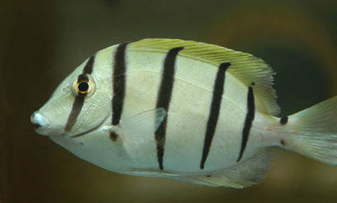 海龍科海水魚飼養(yǎng)方法