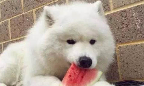 狗狗為什么不能吃鹽啊