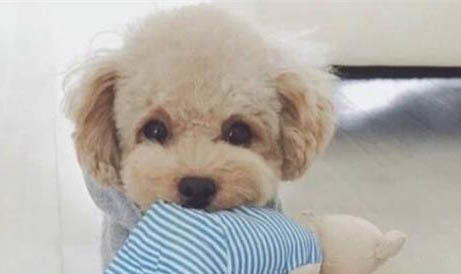 狗狗有狂犬病毒會有什么癥狀