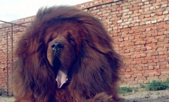 狗狗犬瘟的癥狀都有哪些