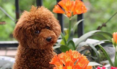 貴賓犬和雪納瑞哪個好養