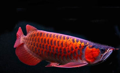 孔雀魚氧氣泵需要一直開著嗎