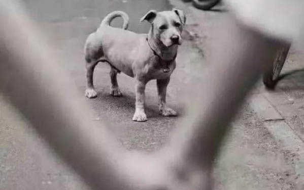 狗狗下體分泌粘稠物