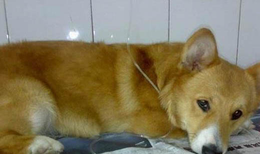 柯基犬如何看純不純