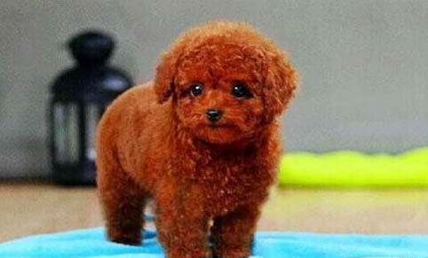 貴賓犬懷孕多久會生？