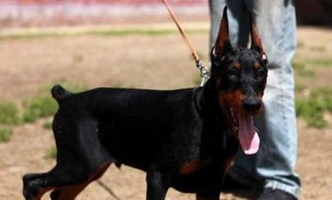 艾分杜賓犬怎么判斷生病了
