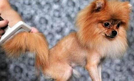 狗狗可以吃土豆嗎?