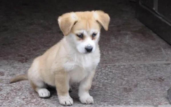 什么是犬蛔蟲病