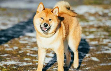 柴犬好不好養(yǎng)呢?