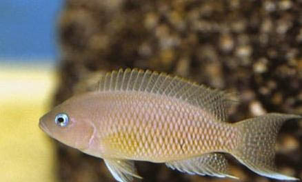 新手怎樣養(yǎng)青龍魚