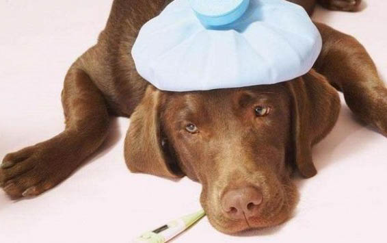 狗狗年齡和人的年齡換算