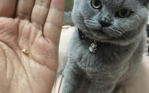 為什么貓喜歡聞腳臭？