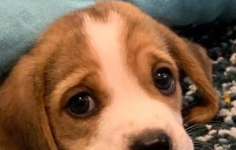 狗狗為什么得犬瘟熱的原因