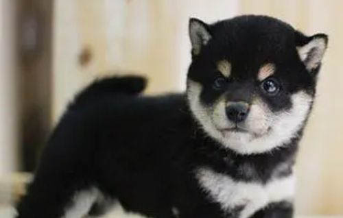 一歲柴犬的正常體重
