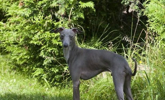 黑色靈緹犬多少錢(qián)一只