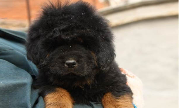 哪里有藏獒幼犬出售
